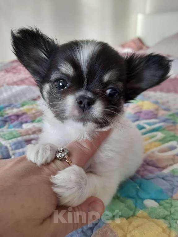 Собаки в Москве: Девочка окраса триколор Девочка, 35 000 руб. - фото 4