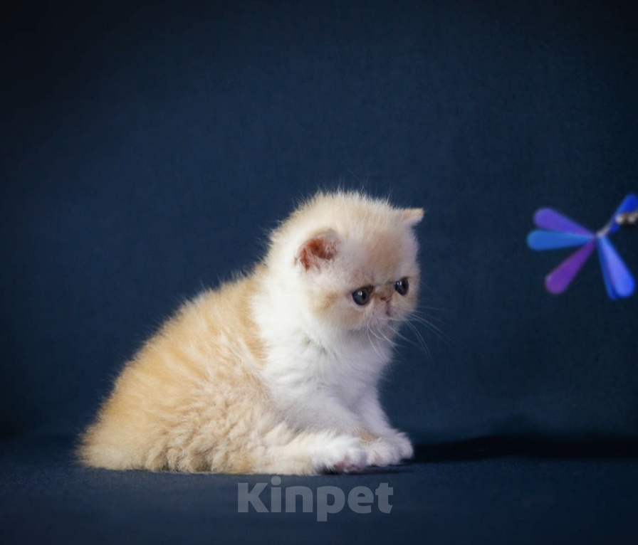Кошки в Москве: Котенок экзот Девочка, 60 000 руб. - фото 5