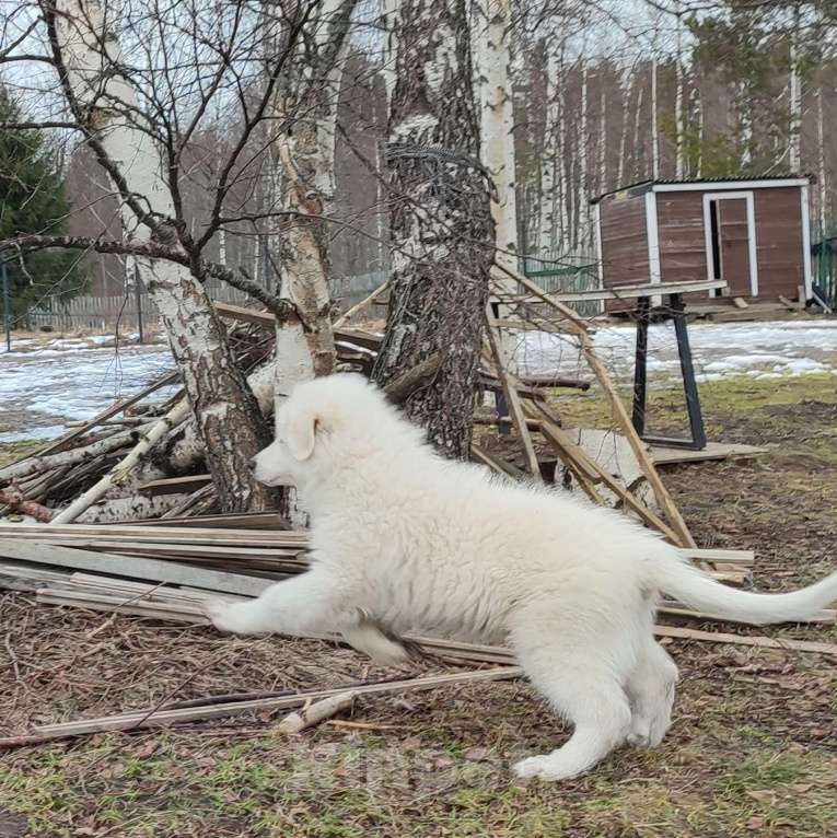 Собаки в других городах Ленинградской области: Пиренейская горная собака плановые щенки Мальчик, 70 000 руб. - фото 5