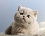 Кошки в Москве: Британские к/ш котята  Девочка, Бесплатно - фото 3