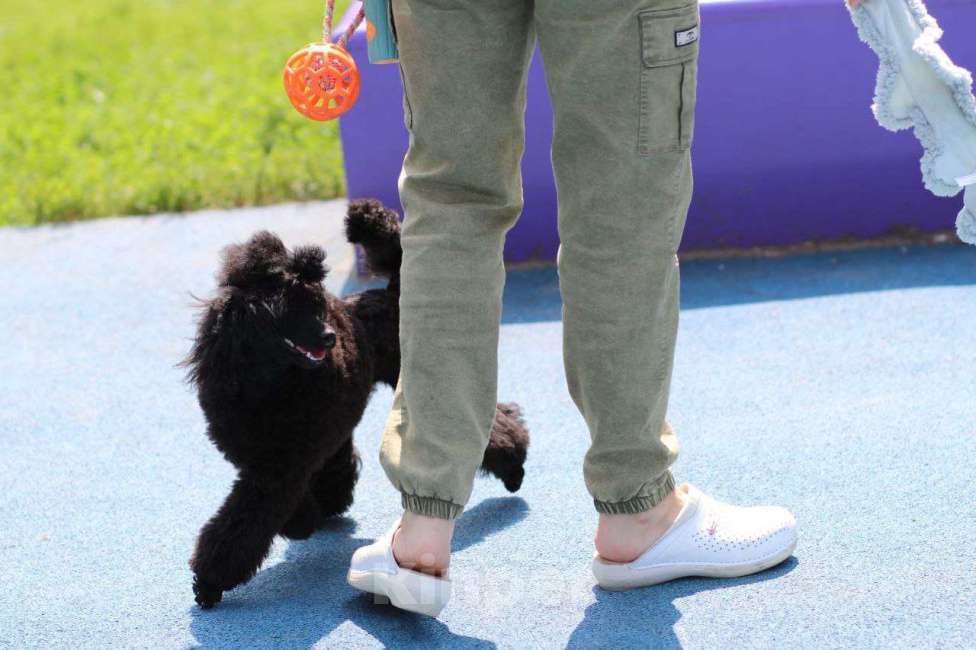 Собаки в Москве: Щенки пудели, 2 очаровательных мальчика Мальчик, Бесплатно - фото 2