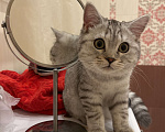 Кошки в Омске: Срочно продам мальчика, в связи с переездом Мальчик, 2 500 руб. - фото 6