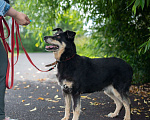 Собаки в Санкт-Петербурге: Чудо Тайра в добрые руки Девочка, Бесплатно - фото 6