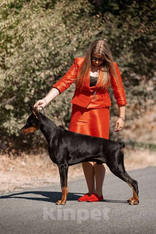 Собаки в Ейске: Добермвн вязка Мальчик, 30 000 руб. - фото 3