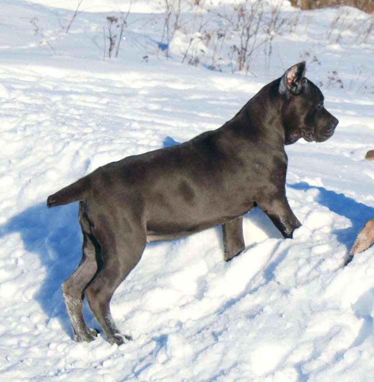 Собаки в Москве: Девочка кане корсо. Окрас голубой Девочка, 60 000 руб. - фото 5