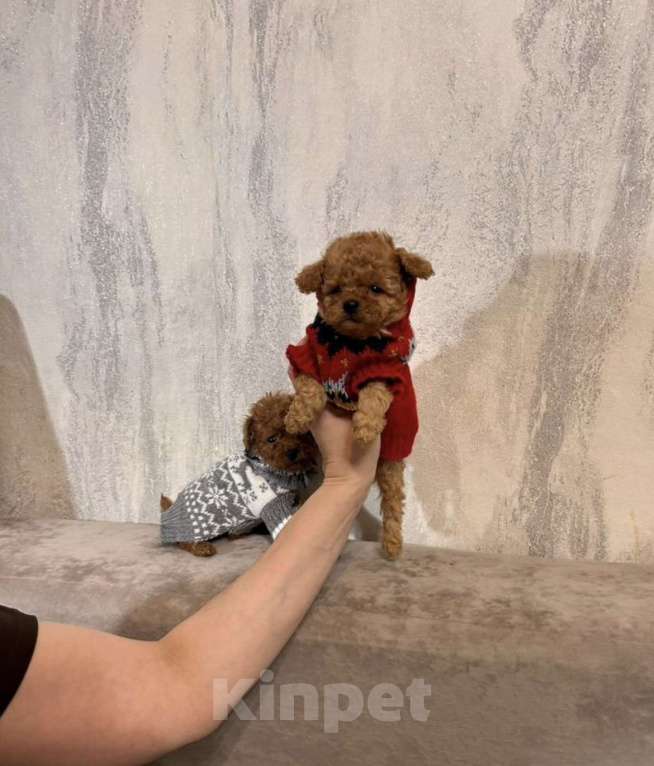 Собаки в Москве: Мальтипу Девочка, 130 000 руб. - фото 2