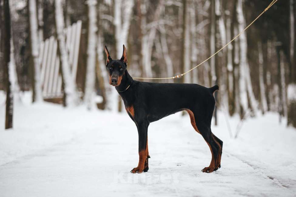 Собаки в Москве: Доберман РКФ Девочка, 70 000 руб. - фото 3