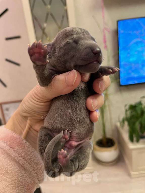 Собаки в Великом Новгороде: щенок левретки Мальчик, 90 000 руб. - фото 5