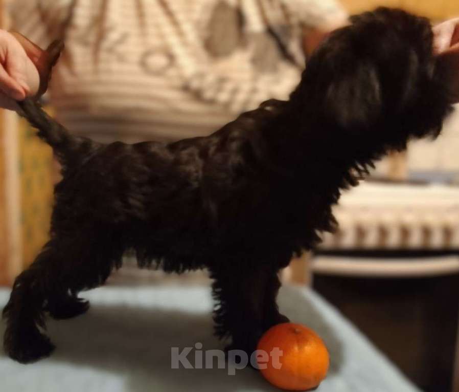 Собаки в Кемерово: Бельгийский гриффон Мальчик, 50 000 руб. - фото 3