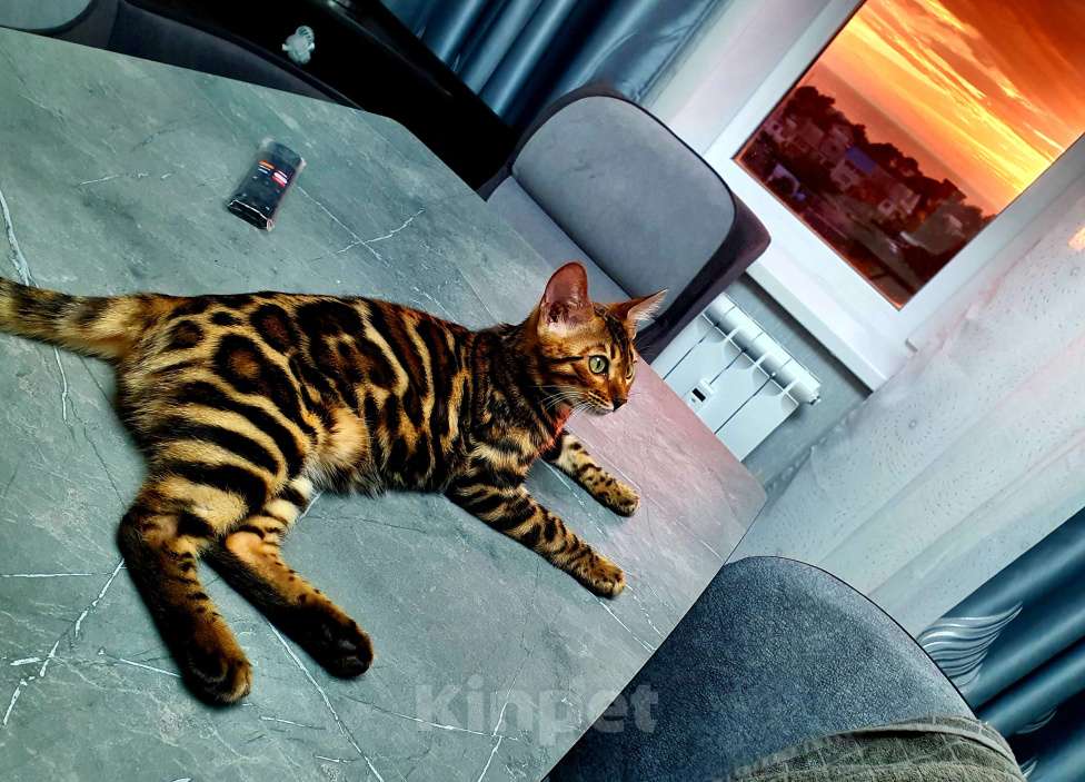 Кошки в Большой Камне: Вязка бенгал. Нужет мальчик  Девочка, Бесплатно - фото 3