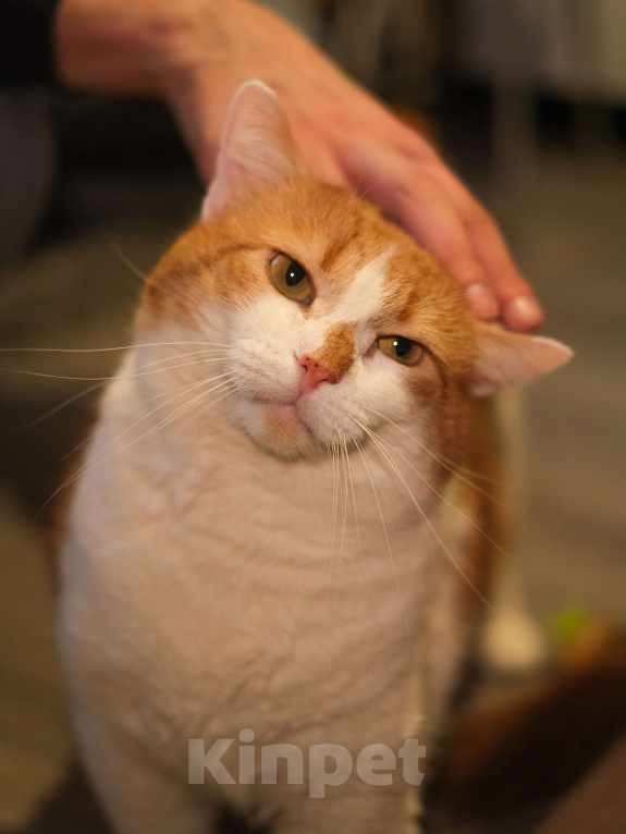 Кошки в Санкт-Петербурге: Котик ищет дом Мальчик, Бесплатно - фото 1