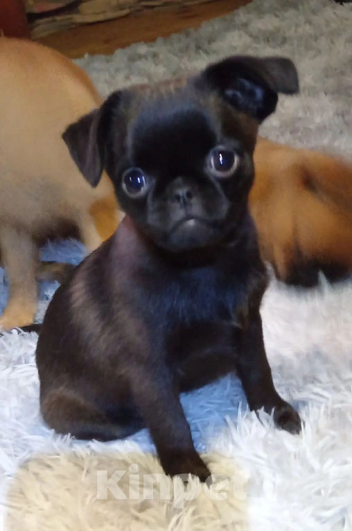 Собаки в Туле: Щенок 3мес девочка Девочка, 19 000 руб. - фото 3