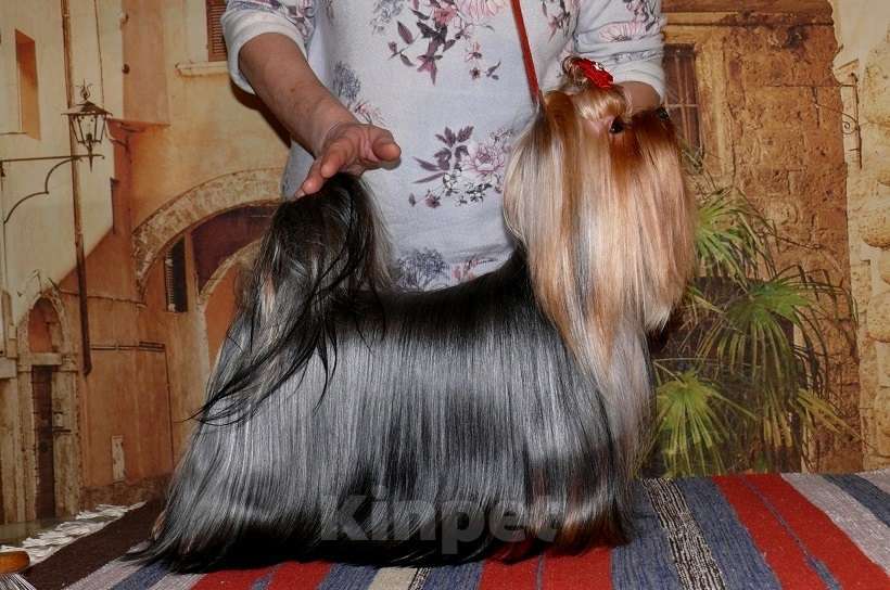 Собаки в Королеве: Йорк мини девочка  Девочка, 80 000 руб. - фото 6