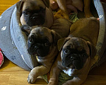 Собаки в Санкт-Петербурге: Шикарные щенки французского бульдога  Мальчик, 65 000 руб. - фото 8