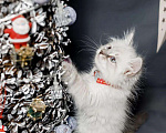 Кошки в Острогожске: Котята Невские Маскарадные, 25 000 руб. - фото 1