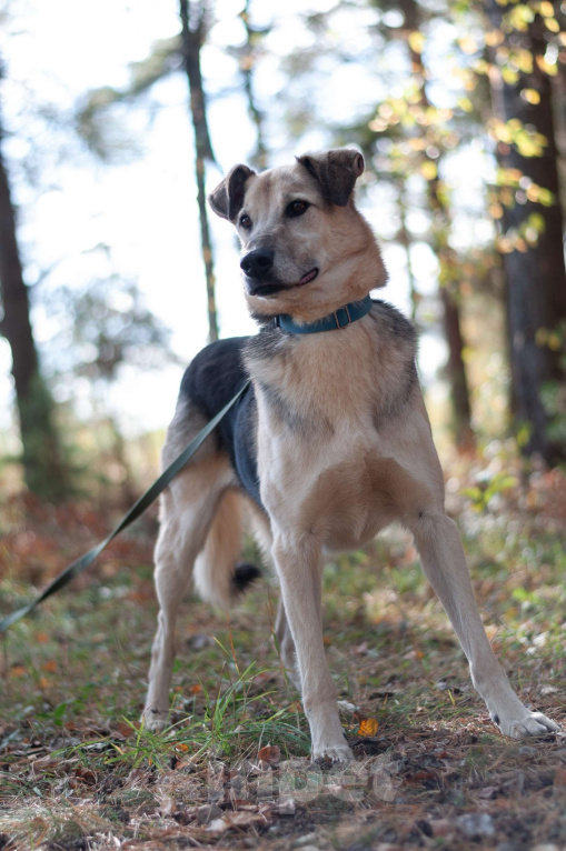 Собаки в Ногинске: Представляете идеального друга? Вот он — Михей! Мальчик, Бесплатно - фото 9