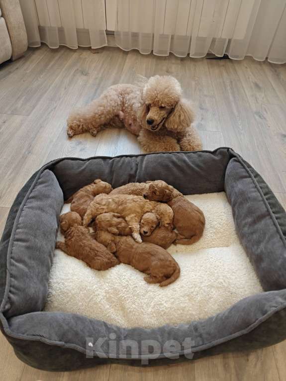 Собаки в Москве: Продажа (бронирование) щенков Разнополые, 52 000 руб. - фото 2