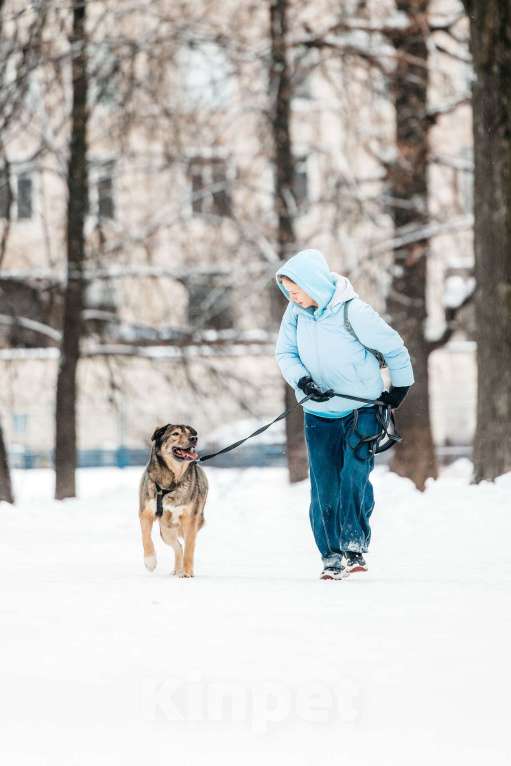 Собаки в Москве: Брутальный Рони в добрые руки Мальчик, Бесплатно - фото 4