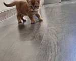 Кошки в Одинцово: Шотландский котенок - золотой Мальчик, 25 000 руб. - фото 8