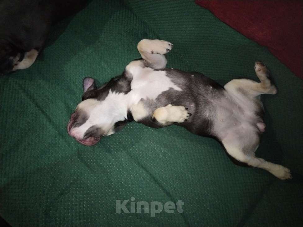 Собаки в Красноярске: Французский бульдог  Девочка, 25 000 руб. - фото 2