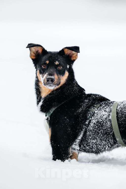 Собаки в Москве: Невероятно ласковый мальчик Деймонд ищет дом! Мальчик, Бесплатно - фото 8