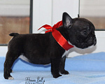 Собаки в Москве: Щенки французского бульдога с документами РКФ Разнополые, 35 000 руб. - фото 10