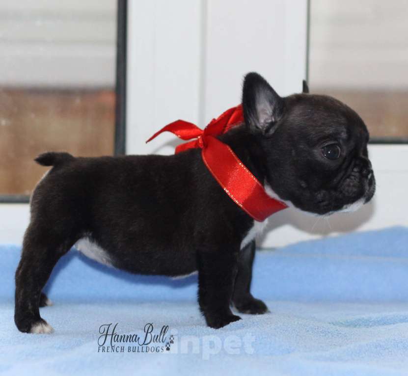 Собаки в Москве: Щенки французского бульдога с документами РКФ Разнополые, 35 000 руб. - фото 10
