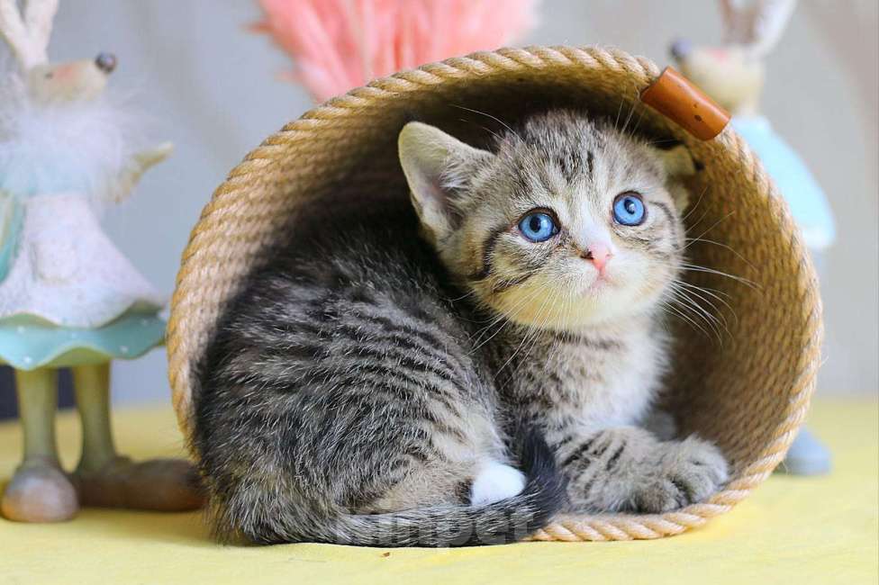 Кошки в Хабаровске: Девочка Девон-рекс дгг Девочка, 150 000 руб. - фото 4