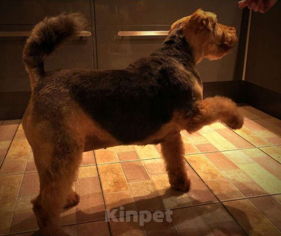 Собаки в Москве: Собака Руна - вельштерьер в добрые руки! Девочка, Бесплатно - фото 6