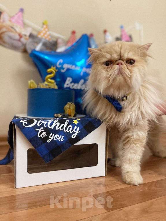 Кошки в Санкт-Петербурге: Вязка персидского котика Мальчик, 5 000 руб. - фото 2