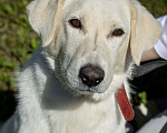 Собаки в Москве: Белый, метис лабрадора в приюте Девочка, Бесплатно - фото 3