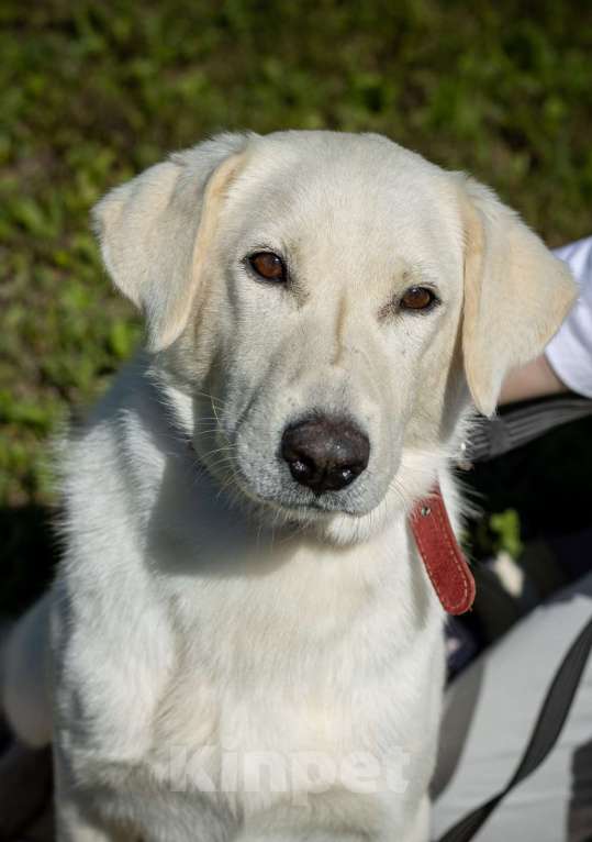 Собаки в Москве: Белый, метис лабрадора в приюте Девочка, Бесплатно - фото 3
