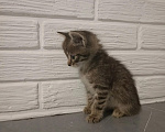 Кошки в Самаре: Котята в добрые руки Девочка, Бесплатно - фото 2