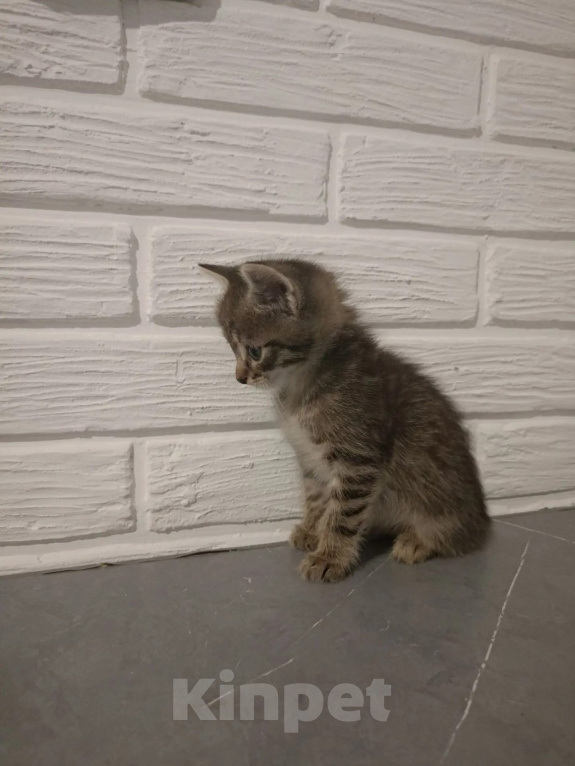 Кошки в Самаре: Котята в добрые руки Девочка, Бесплатно - фото 2