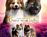 Собаки в Москве: Ненецкая оленегонная лайка, сука Женева. Девочка, 60 000 руб. - фото 8