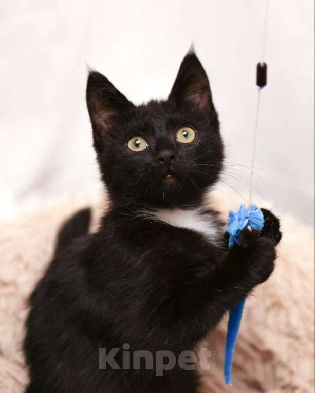 Кошки в Москве: Маленькая Кари ищет дом Девочка, Бесплатно - фото 2