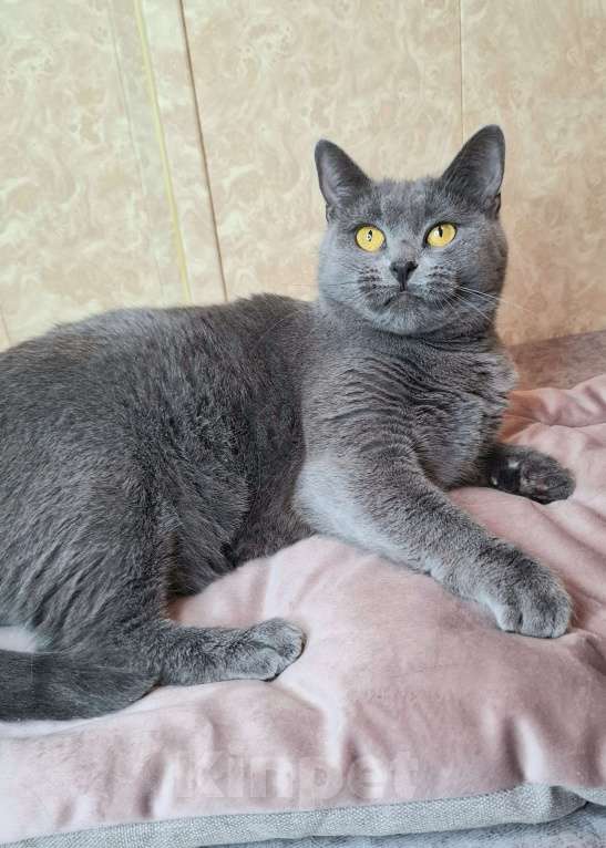 Кошки в Москве: Василина едет на выставку-пристройство WOOF в Москву  Девочка, Бесплатно - фото 4