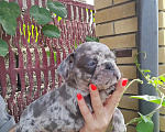 Собаки в Краснодаре: Мальчик лиловый мерль Мальчик, 35 000 руб. - фото 1