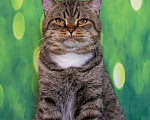 Кошки в Москве: Важный и ласковый кот Ося ищет дом Мальчик, Бесплатно - фото 1