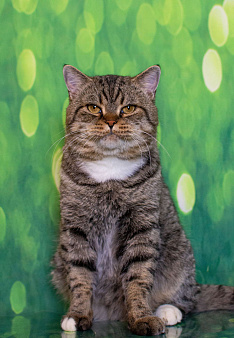 Объявление: Важный и ласковый кот Ося ищет дом, Бесплатно, Москва