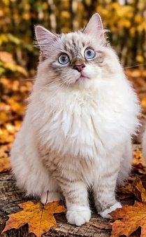 Великолепный котяра