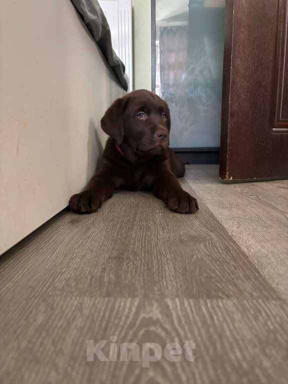 Собаки в Москве: Щенки Лабрадора ретривера шоколадные Девочка, 100 000 руб. - фото 8