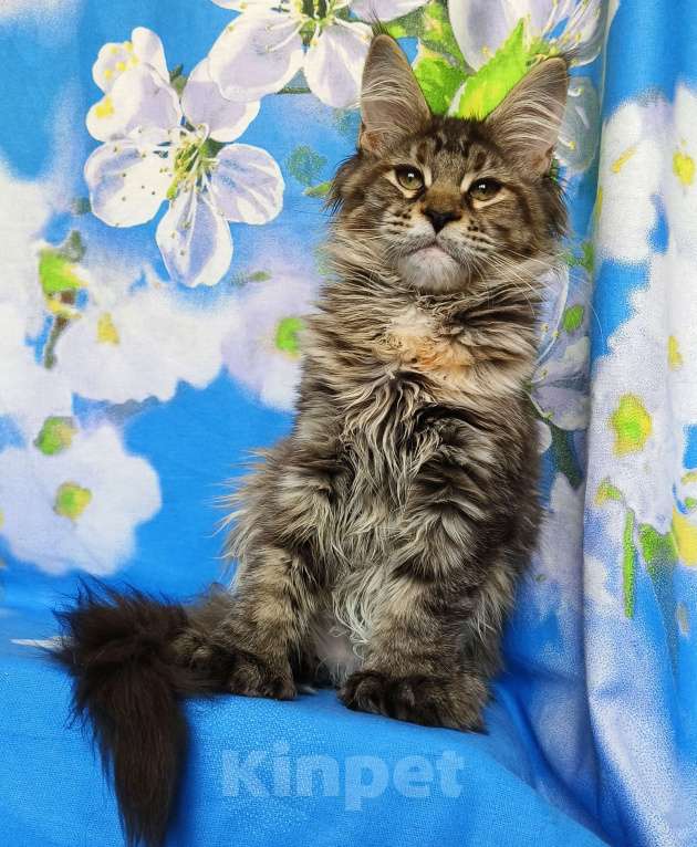 Кошки в Москве: Котёнок Мейн-Кун Полидакт. Девочка Девочка, 100 000 руб. - фото 8