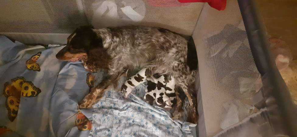 Собаки в Тольятти: Щенки спаниеля Мальчик, 15 000 руб. - фото 2