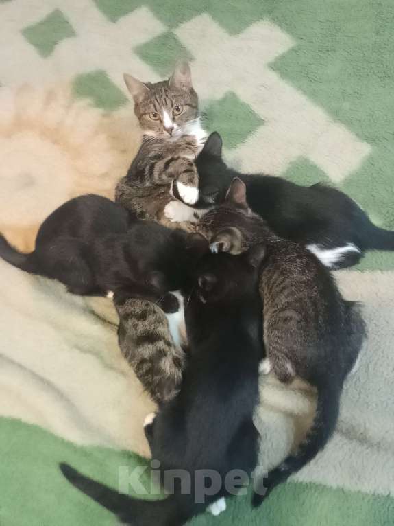 Кошки в Реутове: Отдаëм котëнка в добрые руки Мальчик, 1 руб. - фото 3