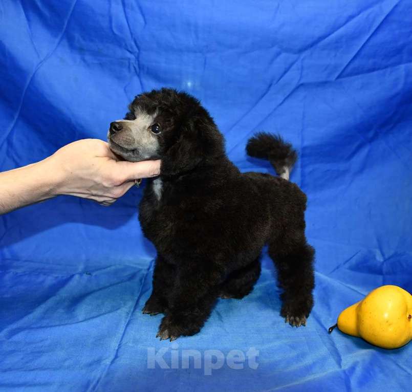 Собаки в Долгопрудном: Щенок  пуделя мальчик серебристый Джентли Борн Рондо  Мальчик, 120 000 руб. - фото 3