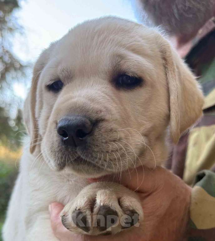Собаки в Солнечногорске: Лабрадор щенки мальчики палевые РКФ Мальчик, 80 000 руб. - фото 5