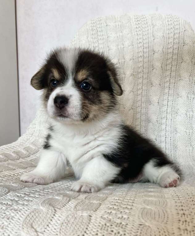 Собаки в Челябинске: Щенок Вельш корги пемброк Девочка, 60 000 руб. - фото 1
