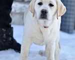 Собаки в Задонске: Девочка Лабрадора Девочка, 65 000 руб. - фото 2