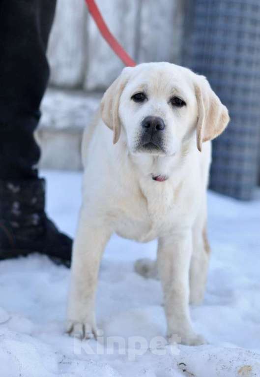 Собаки в Задонске: Девочка Лабрадора Девочка, 65 000 руб. - фото 2